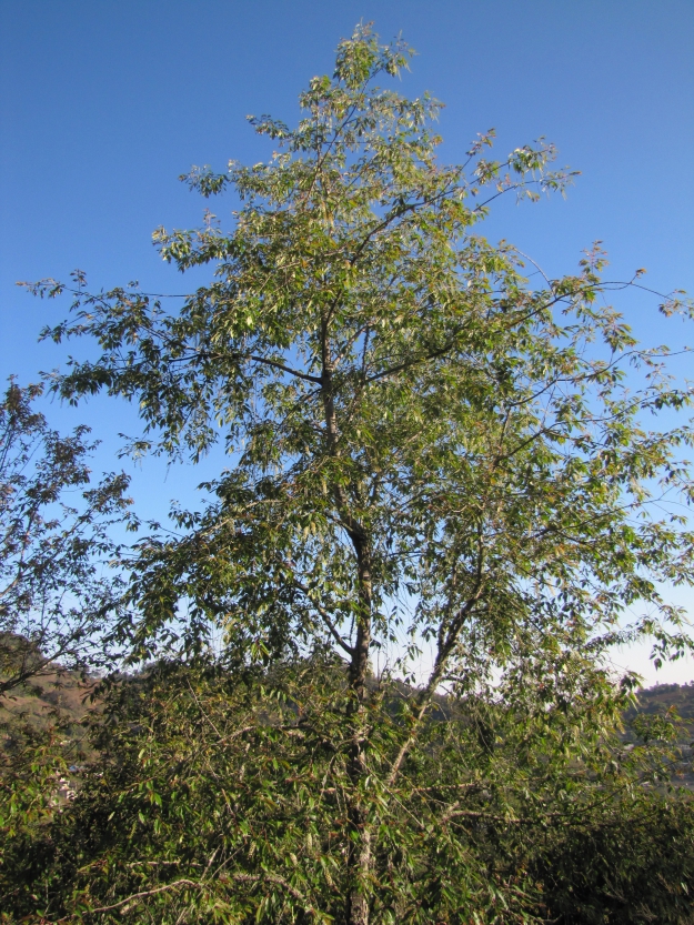 Red de Viveros de Biodiversidad