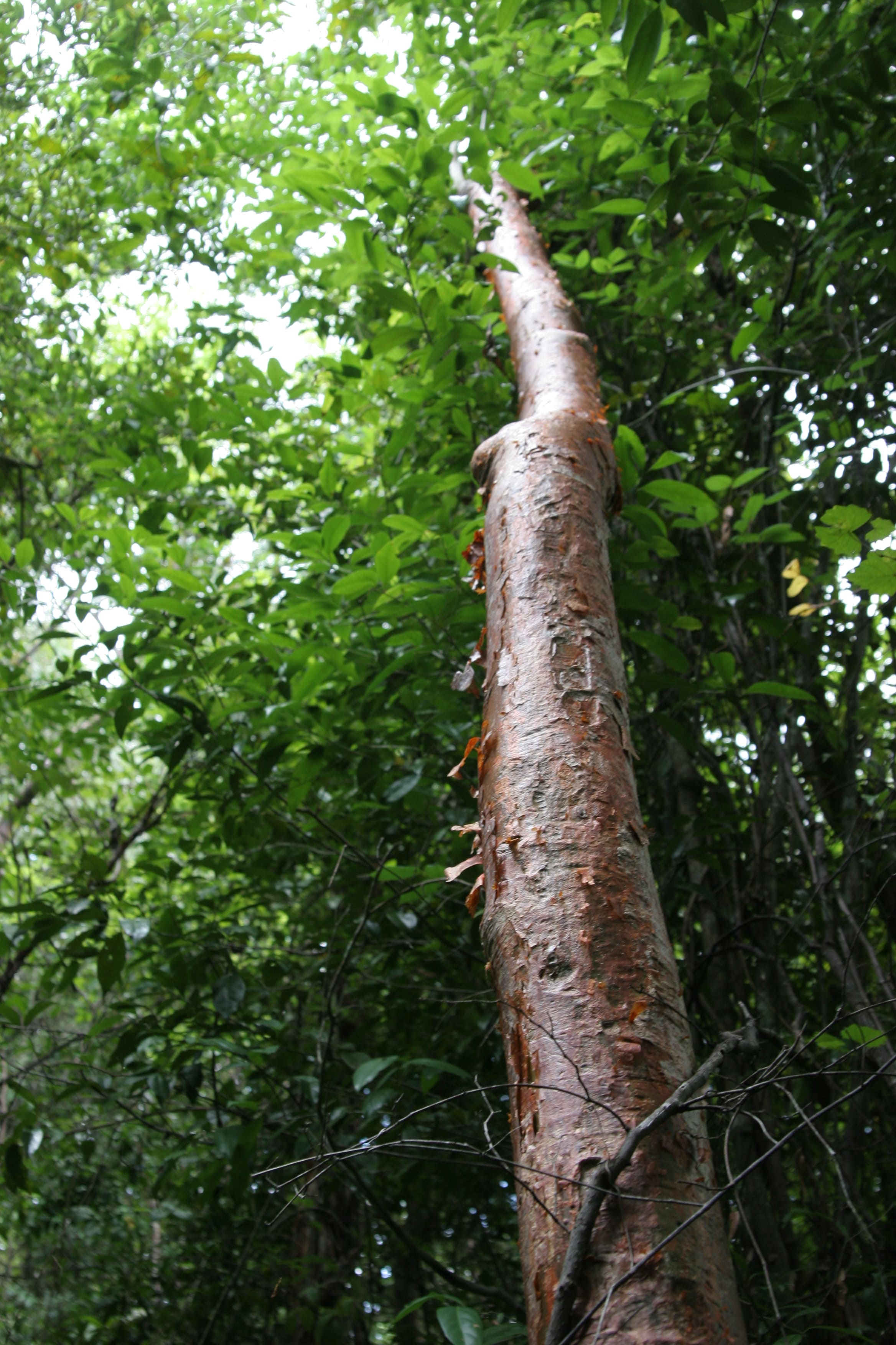 Mulato Tree Red de Viveros de Biodiversidad